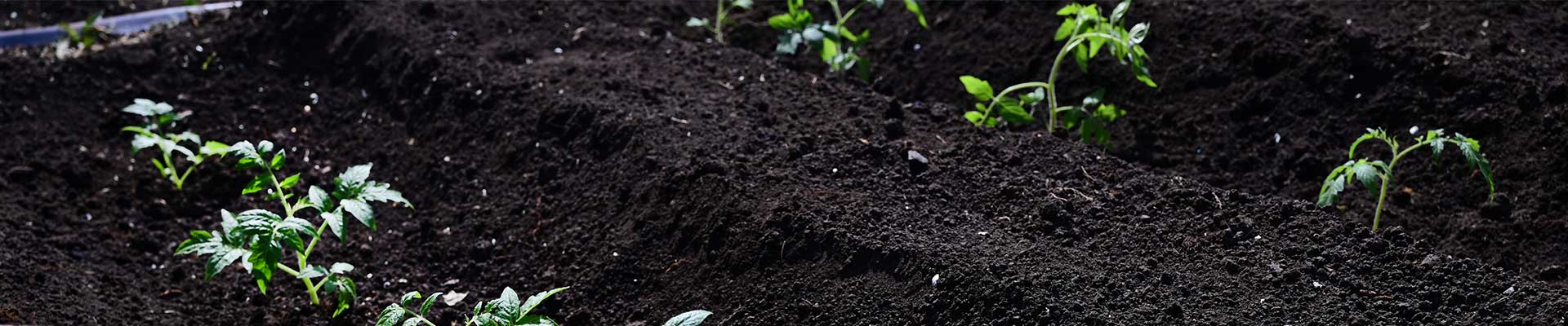 Young plants growing in dark soil